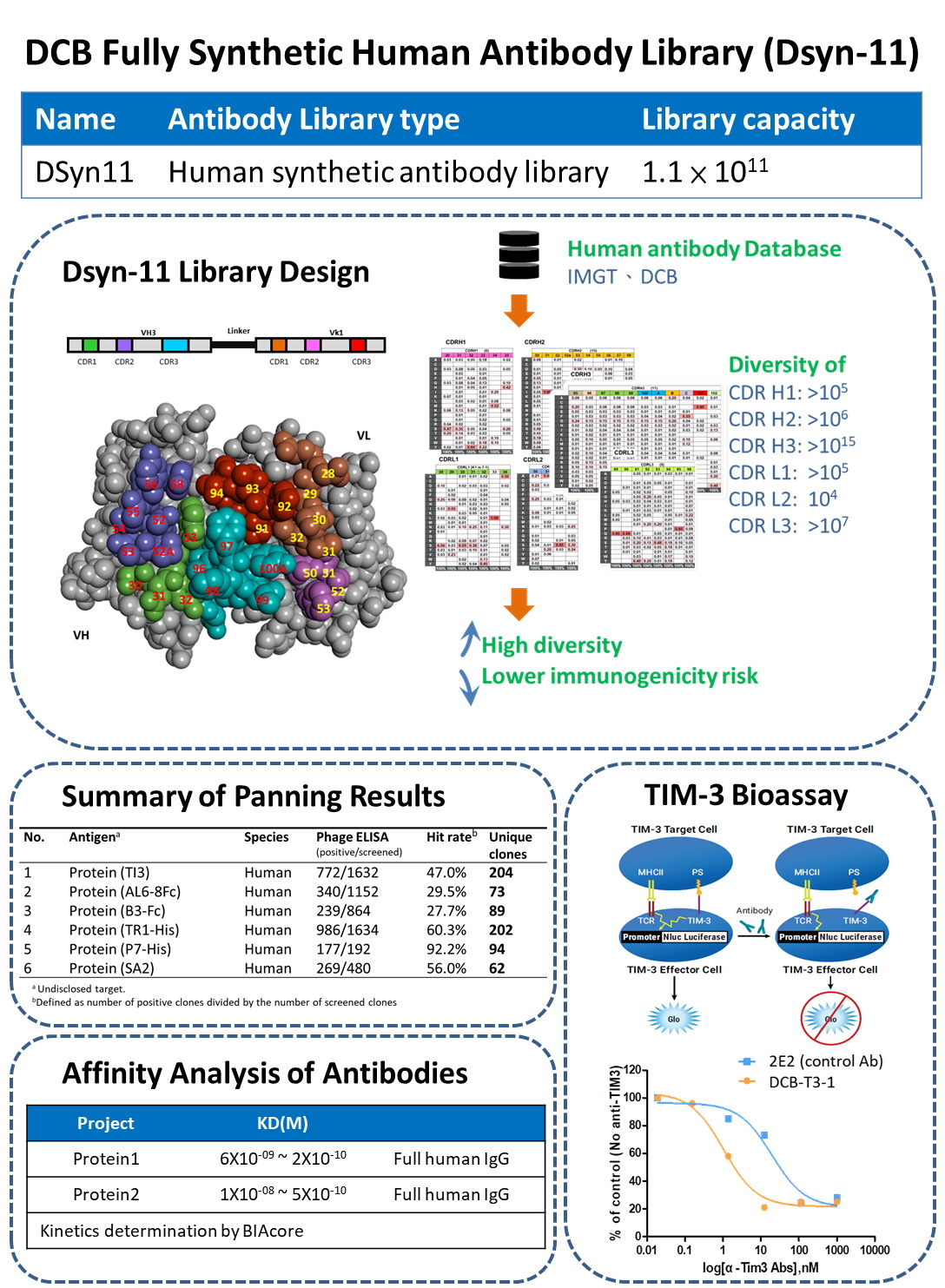 由DCB生產的單株抗體DSyn11結構與功能分析