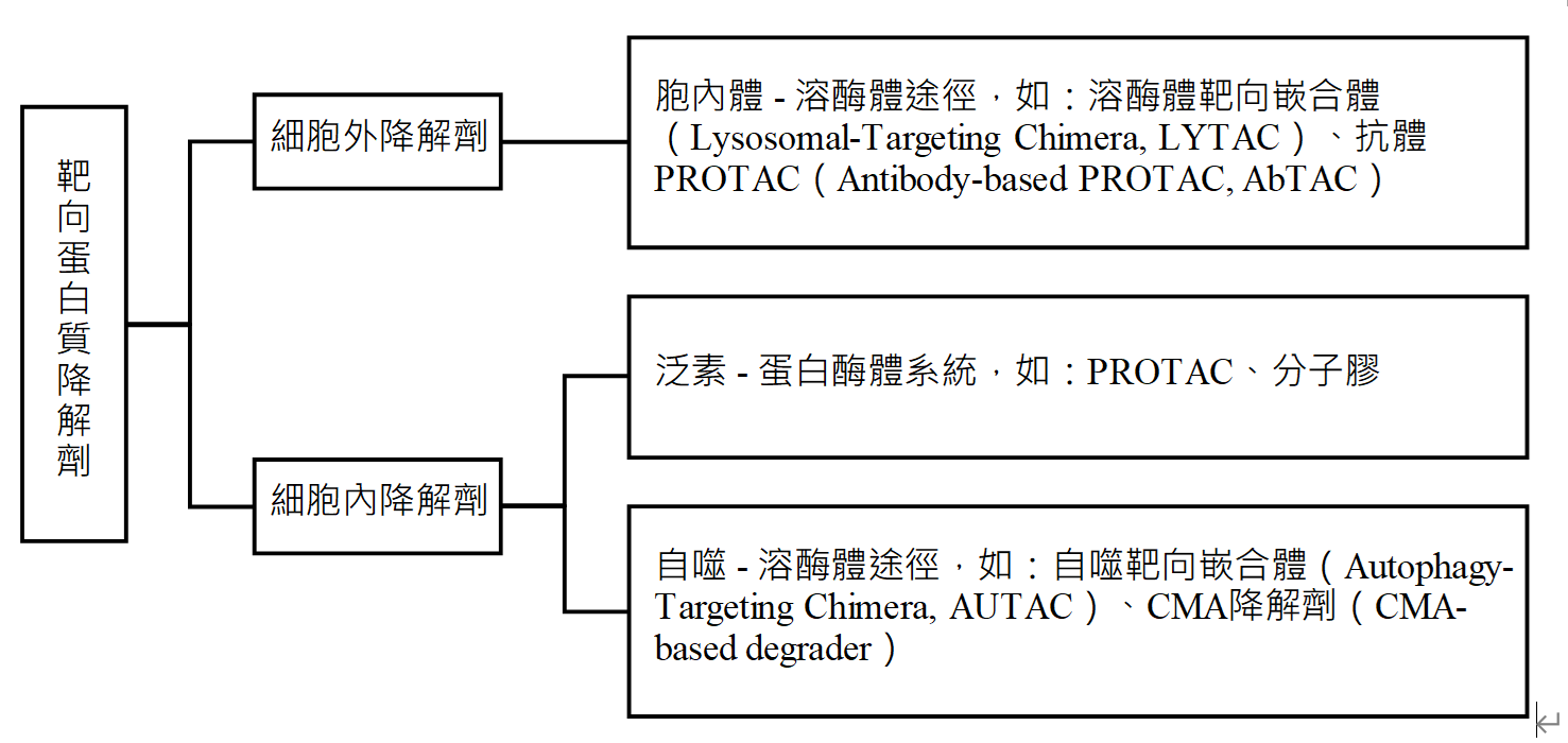 圖片是一張介紹「靶向蛋白質降解劑」的分類示意圖,左側為總標題,並分成細胞外降解劑與細胞內降解劑兩大類。細胞外降解劑包含溶酶體途徑,例如溶酶體靶向嵌合體,以及抗體型蛋白質降解技術。細胞內降解劑則包含泛素-蛋白酶體系統,例如PROTAC與分子膠,另外還有自噬-溶酶體途徑,例如自噬靶向嵌合體AUTAC與CMA降解劑。整體圖表以樹狀連線呈現不同降解機制與代表性技術。