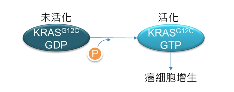 KRASG12C致癌簡圖，活化的KRASG12C會造成癌細胞增生