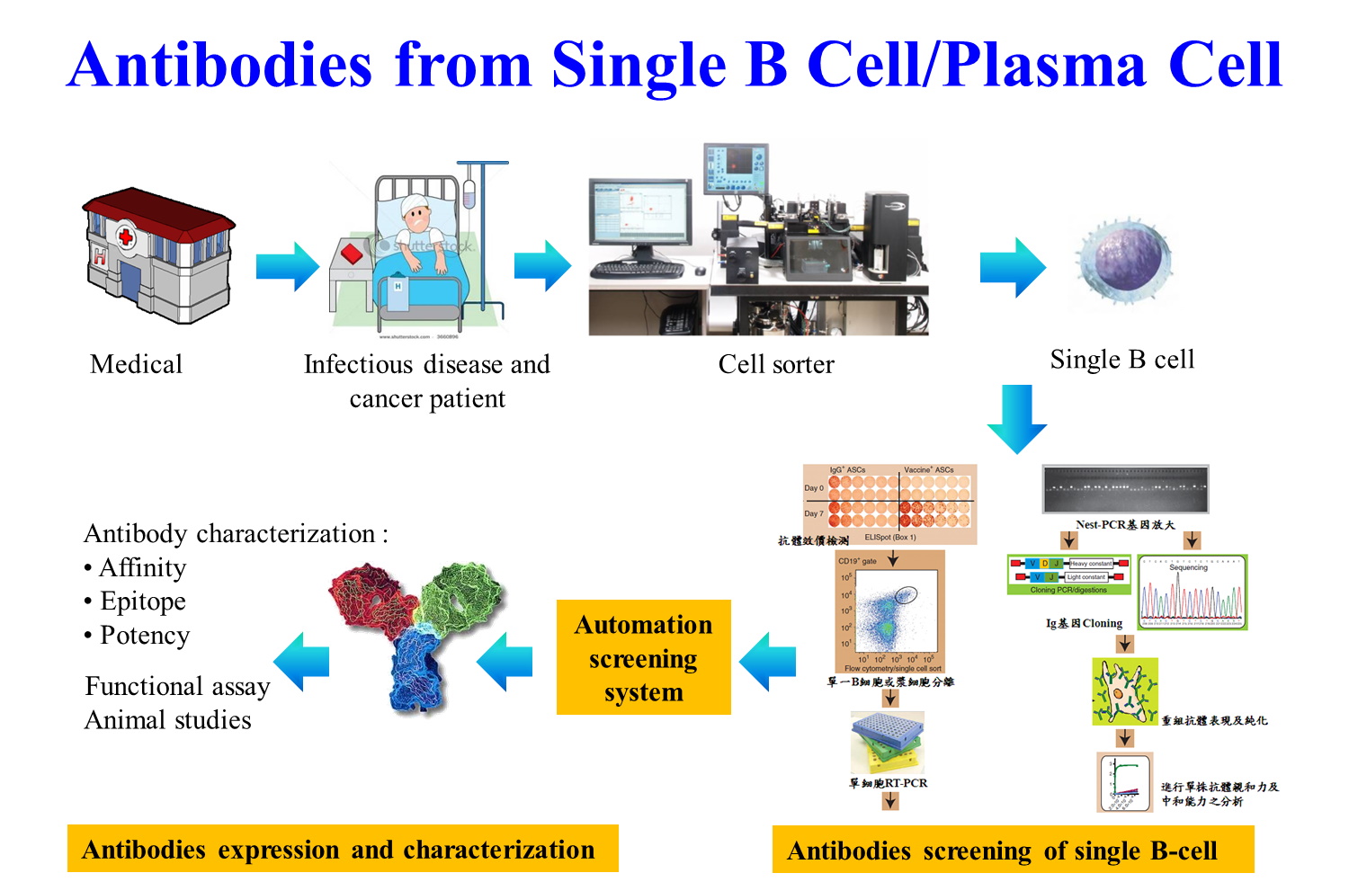 將細胞進行分選進行單株化，再由B細胞株取得抗體，生產出單株抗體